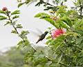 Img___0194d-kolibrik na keri kaliandra cervenohlava.jpg